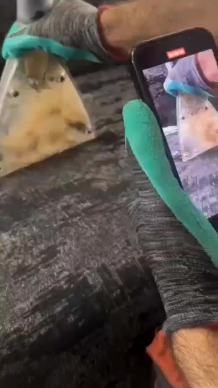 تخفیف عالی*برای کاربران دیوار*مبل شویی تخصصی نانو|خدمات نظافت|مشهد, دانشجو|دیوار