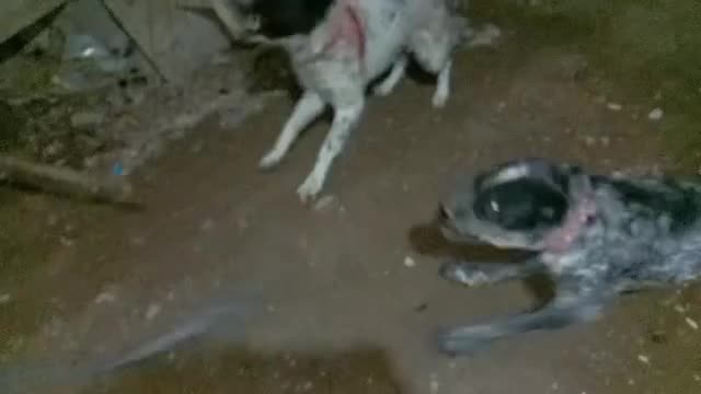 فروش یک سگ نگهبان نژادافغان|سگ|اصفهان, حصه شمالی|دیوار