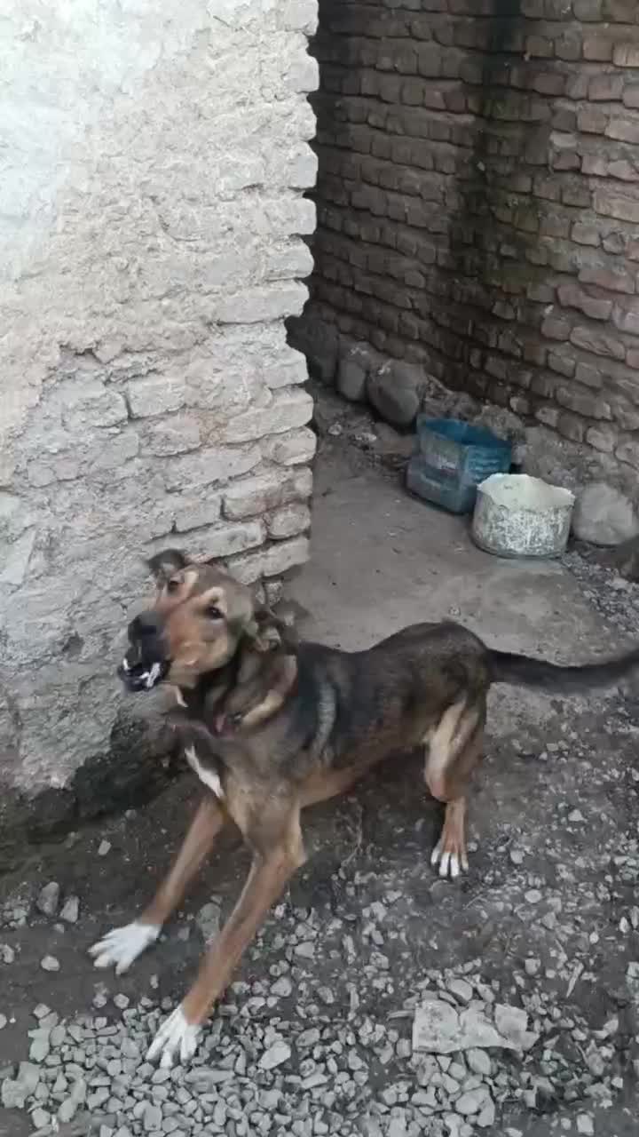 سگ.نگهبان|سگ|علی‌آباد کتول, |دیوار