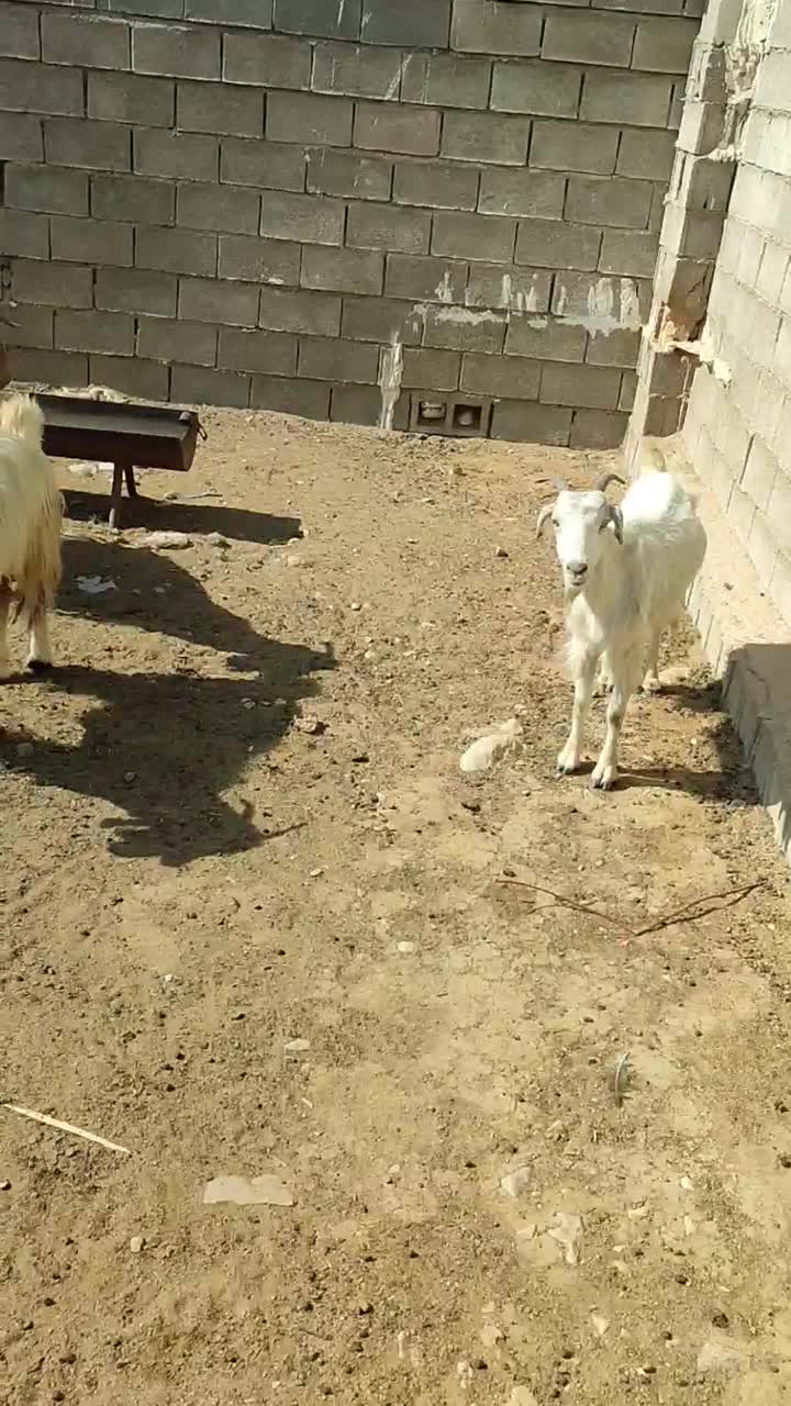 بزکهره دار|حیوانات مزرعه|ارژن, |دیوار