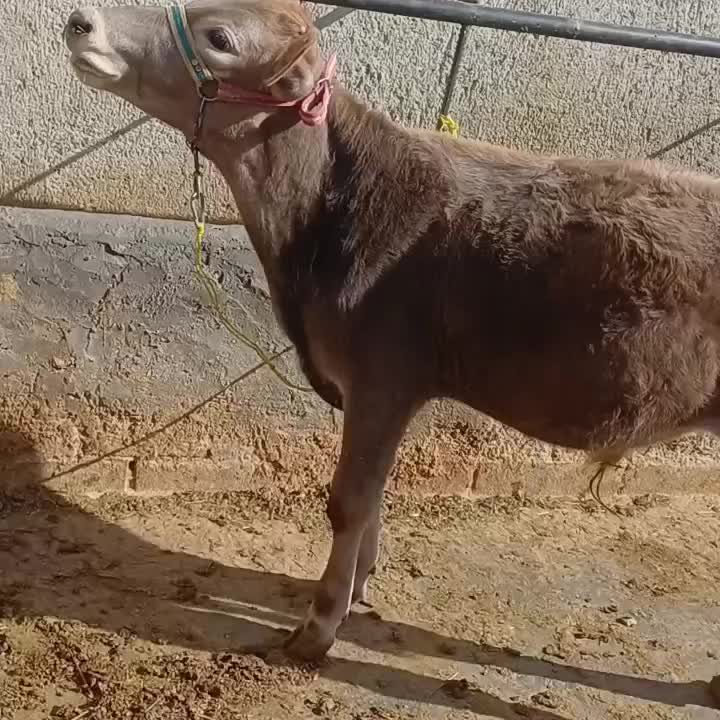 گوساله نر سویسی|حیوانات مزرعه|دیواندره, |دیوار