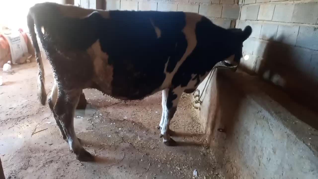 گاو شیری|حیوانات مزرعه|بجنورد, |دیوار