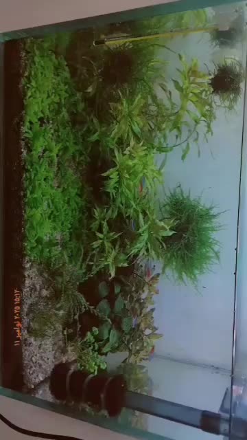 فروش اکواریوم|ماهی|بندر ماهشهر, |دیوار