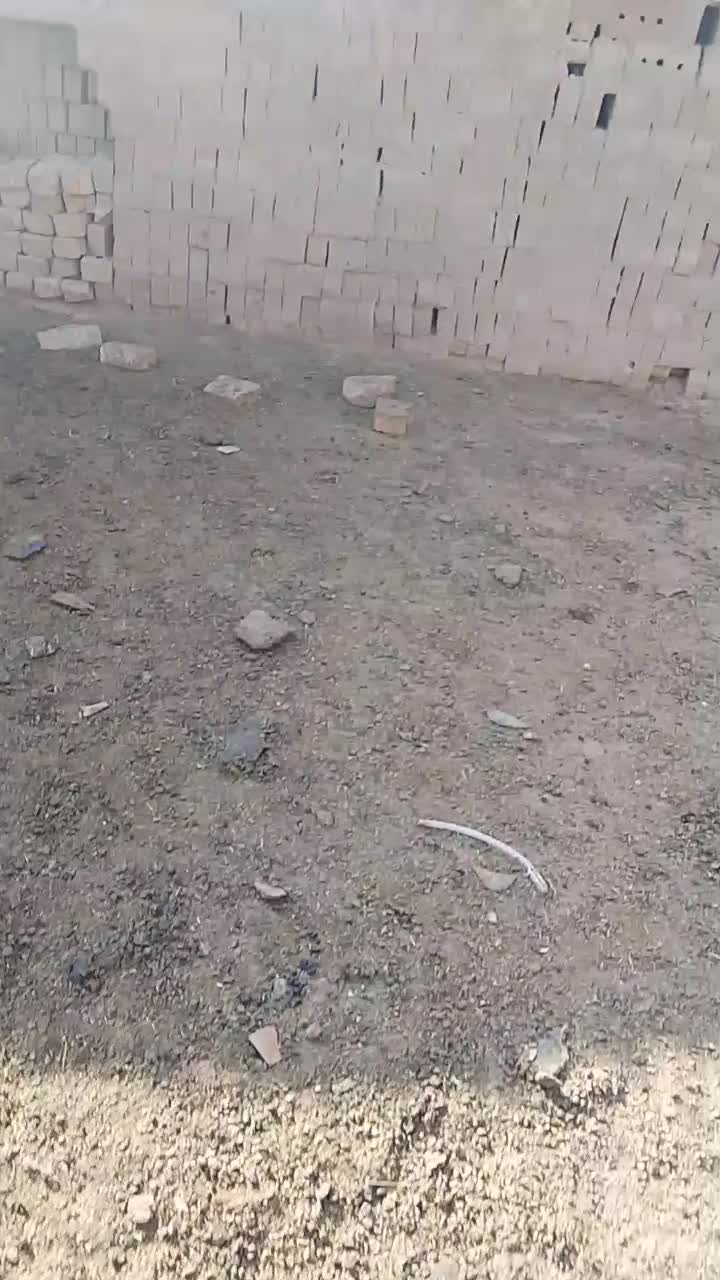 سگ رمگی|سگ|تایباد, |دیوار