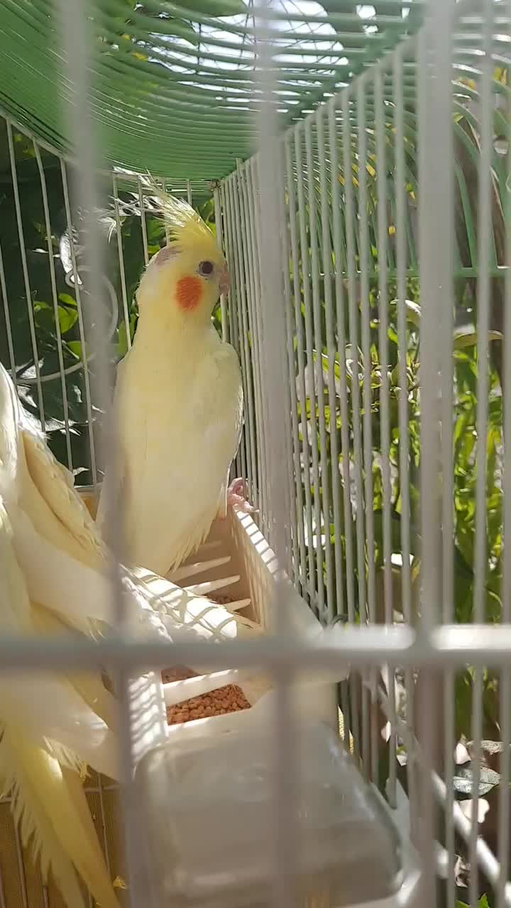 عروس هلندی|پرنده|الوند, |دیوار