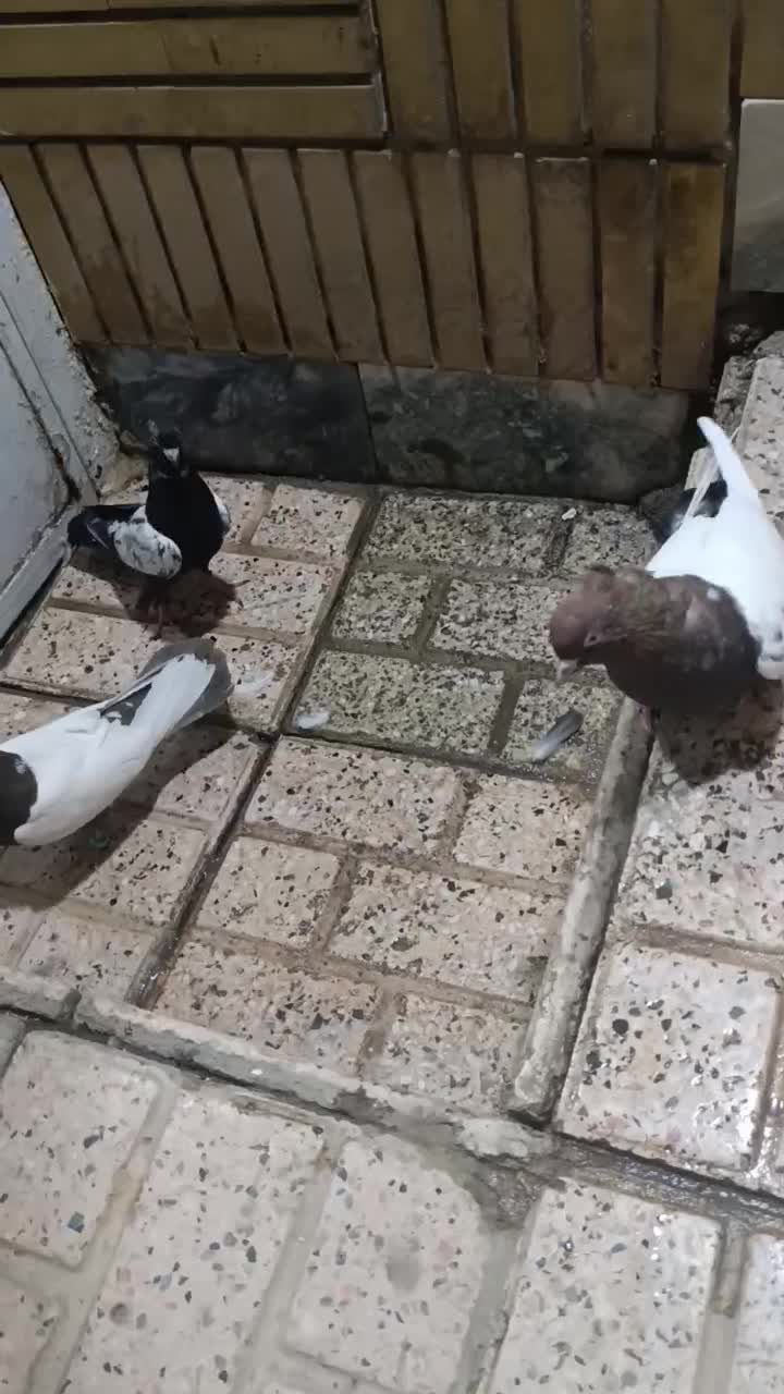 کفتر سینه سیاه|پرنده|مشهد, کوی دروی|دیوار