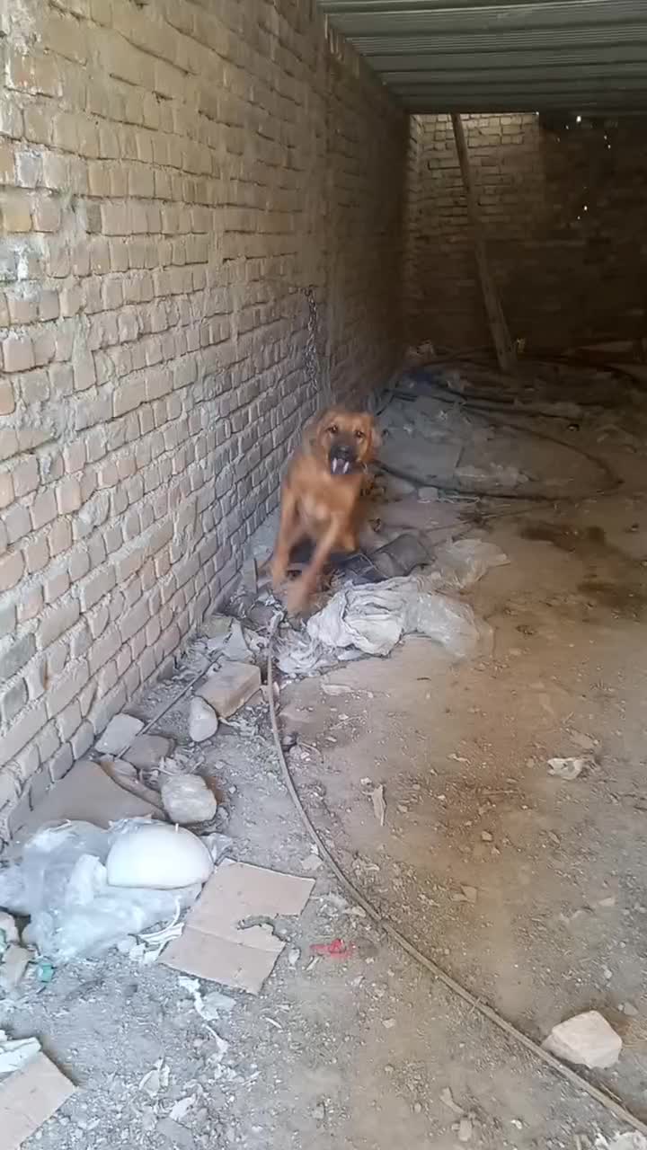 واگذاری سگ سرابی نگهبان|سگ|بروجرد, |دیوار