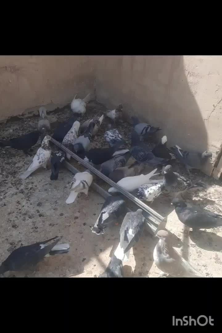 کبوتر ی جایی|پرنده|قم, ناصردیوان|دیوار