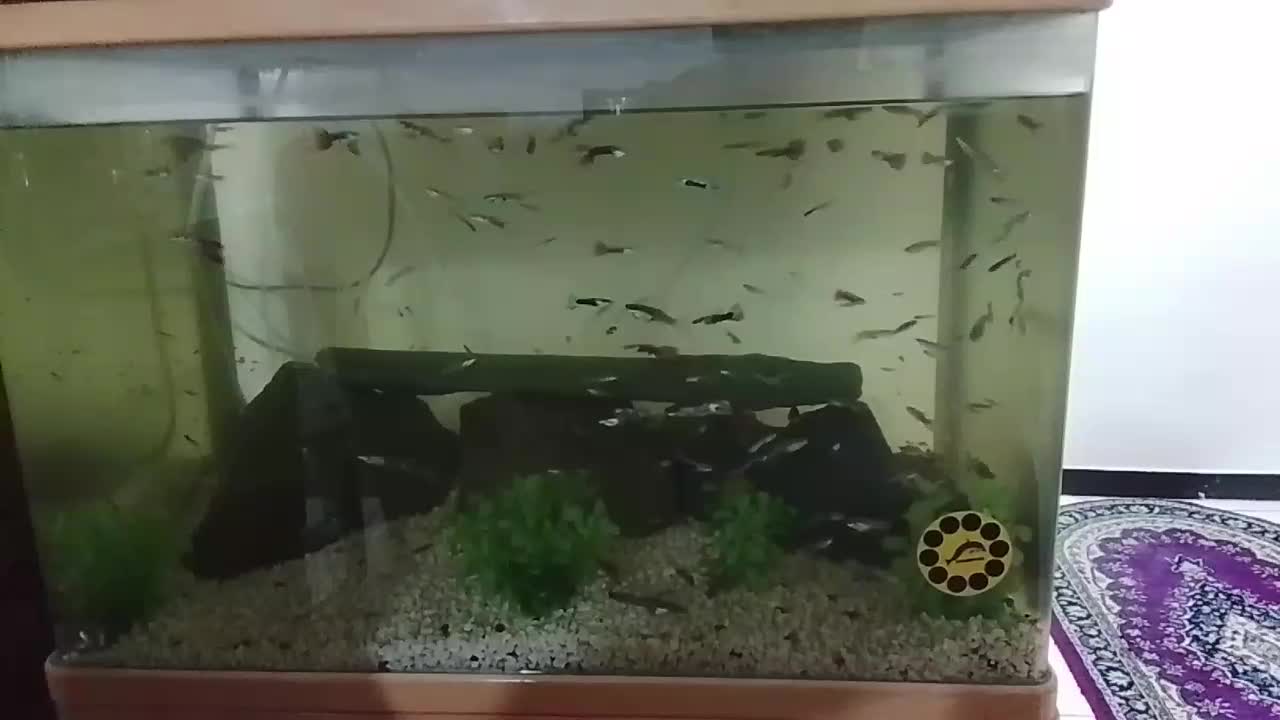 ماهی گوپی|ماهی|فردیس, فردیس|دیوار