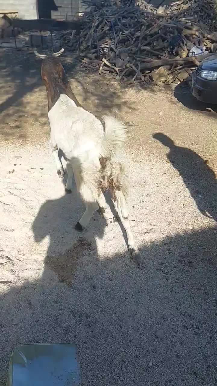 بزپاکستانی|حیوانات مزرعه|جهرم, |دیوار