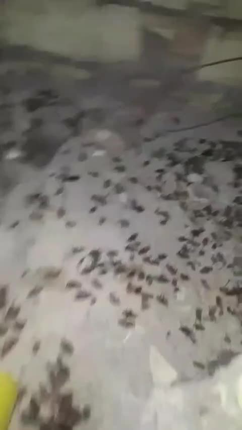 سمپاشی*کل شهر*موریانه سوسک ساس*سم پاشی*10سال ضمانت|خدمات نظافت|اهواز, پادادشهر|دیوار