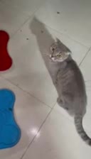 ۲ماهه|گربه|تهران, شمس‌آباد|دیوار