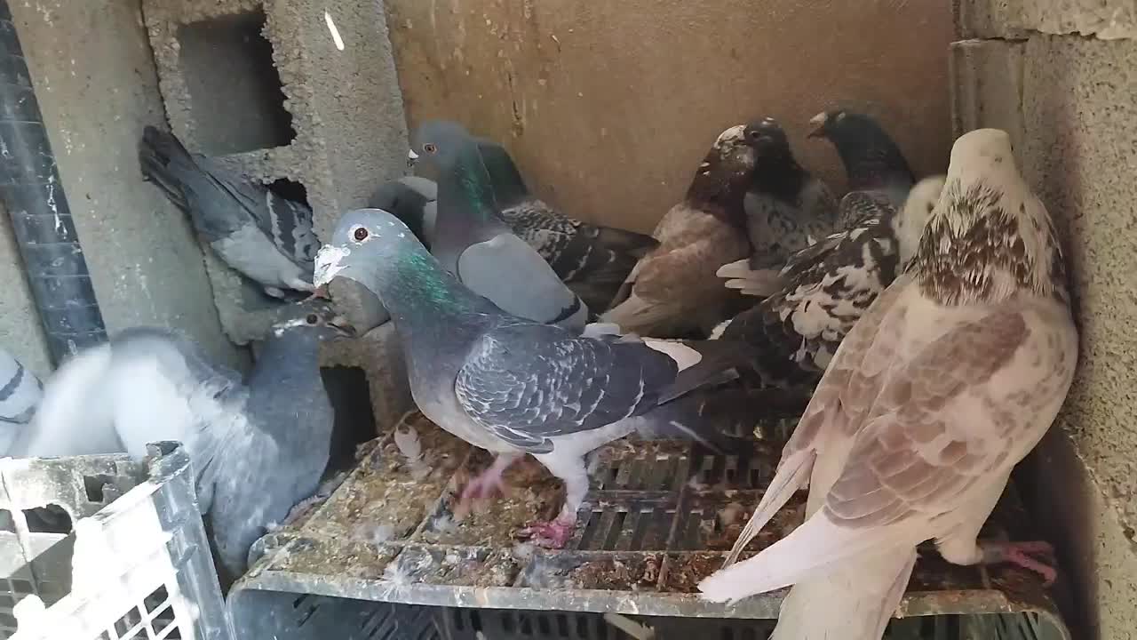 کبوتر پلاکی طوقی (چنارشیجون)|پرنده|شیراز, درکی|دیوار