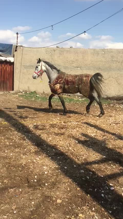 برکت میشود|اسب و تجهیزات اسبسواری|الوند, |دیوار
