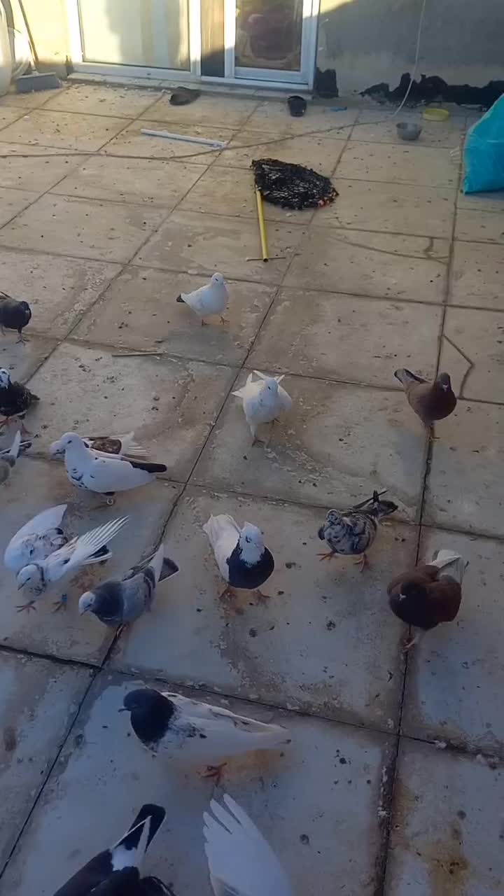 حیوان|پرنده|دهگلان, |دیوار