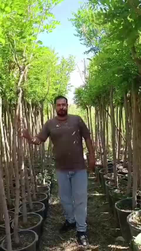 تولیدی نهالستان چهارساله اقاقیا سطلی تنه دار اماده|خدمات باغبانی و درختکاری|کرج, کوی مهر|دیوار
