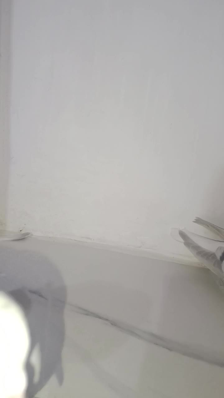 جفت ساده هفرنگ|پرنده|اسفراین, |دیوار