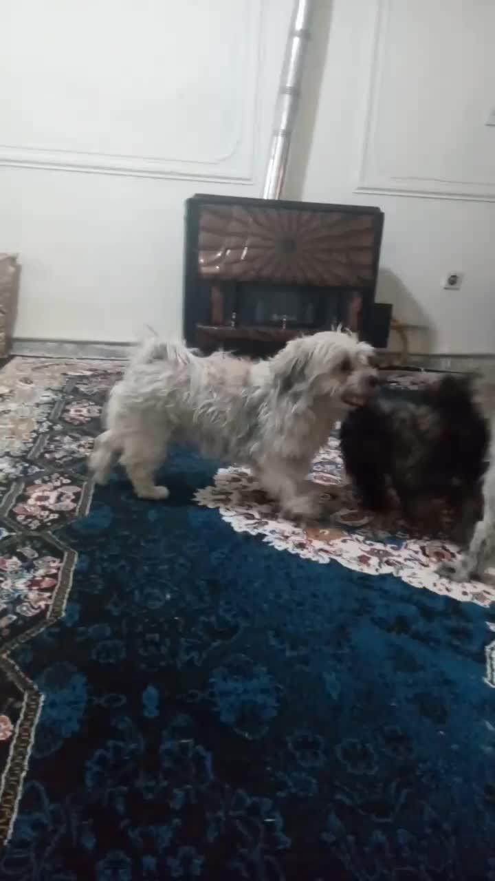 سگ سفیدنروطوسی ماده توله نرمیباشد|سگ|فردیس, شهرک شهید حسینی|دیوار