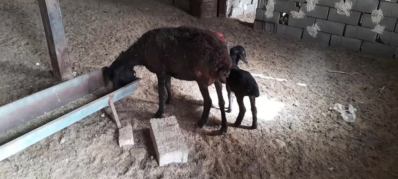 میشبرهبزبزغاله|حیوانات مزرعه|رضویه, |دیوار