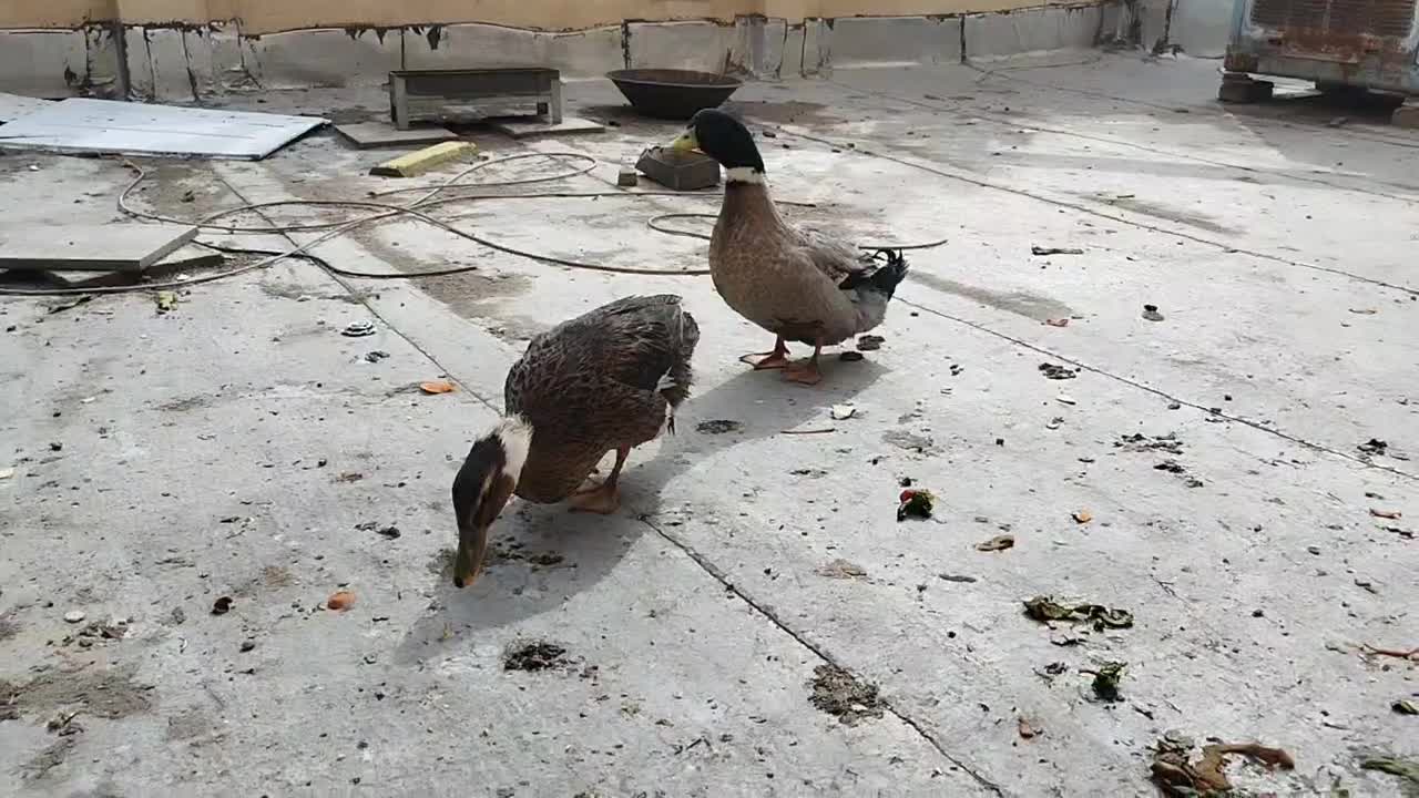 اردک رسمی|حیوانات مزرعه|ماهدشت, |دیوار