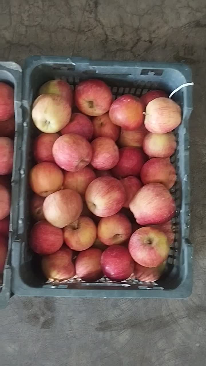 فروش عمده سیب قالب هند پنجاه و پنج تن|خوردنی و آشامیدنی|اشنویه, |دیوار