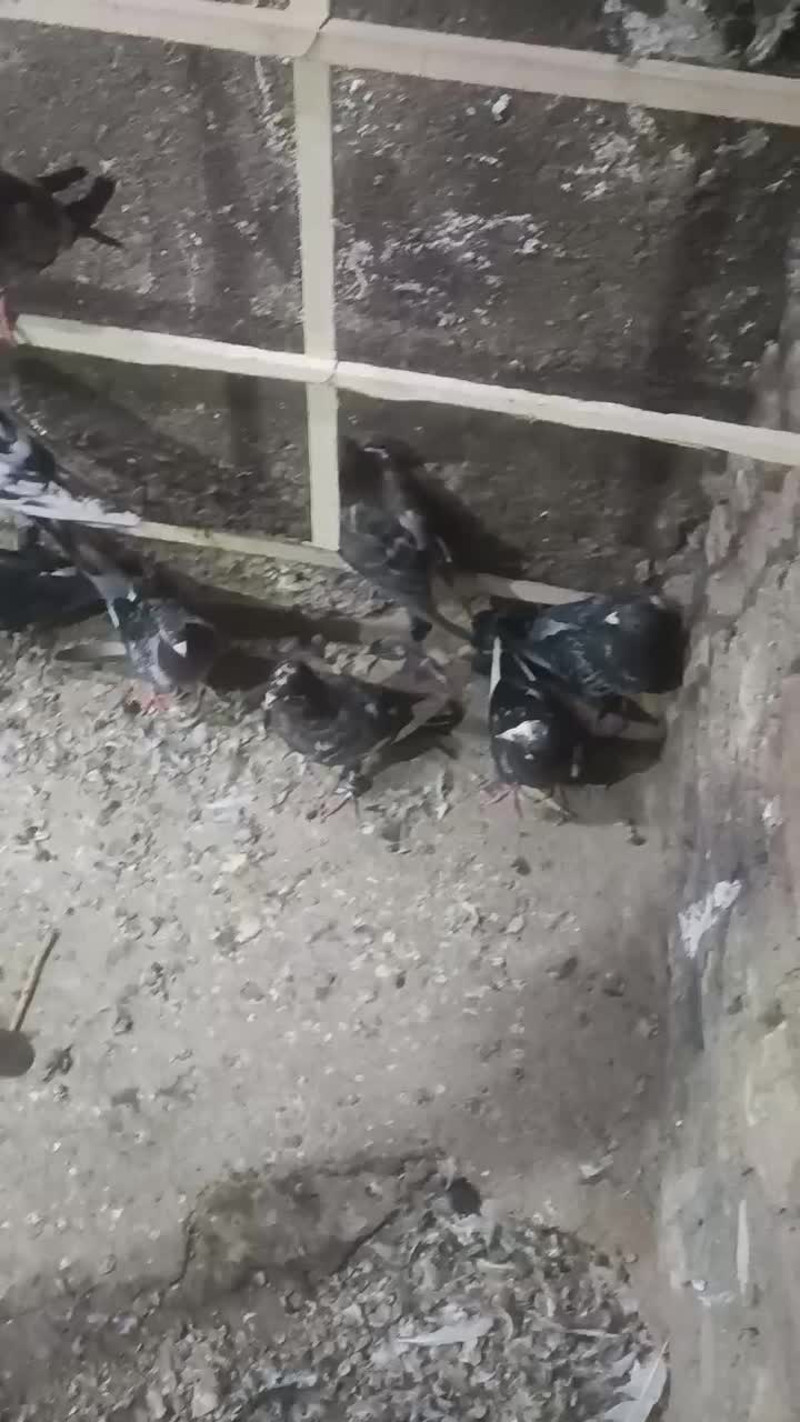 کفتر|پرنده|مشهد, ملک‌آباد|دیوار
