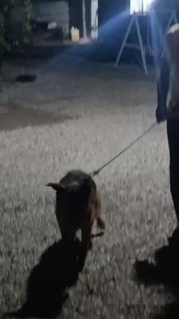 سگ ژرمن کینگ|سگ|بندرعباس, |دیوار