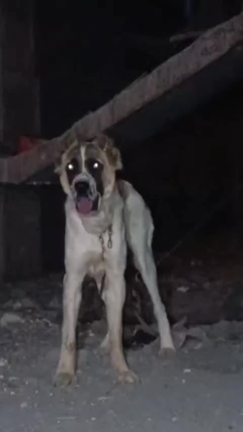 واگزاری توله 9 ماه|سگ|مشهد, الهیه|دیوار