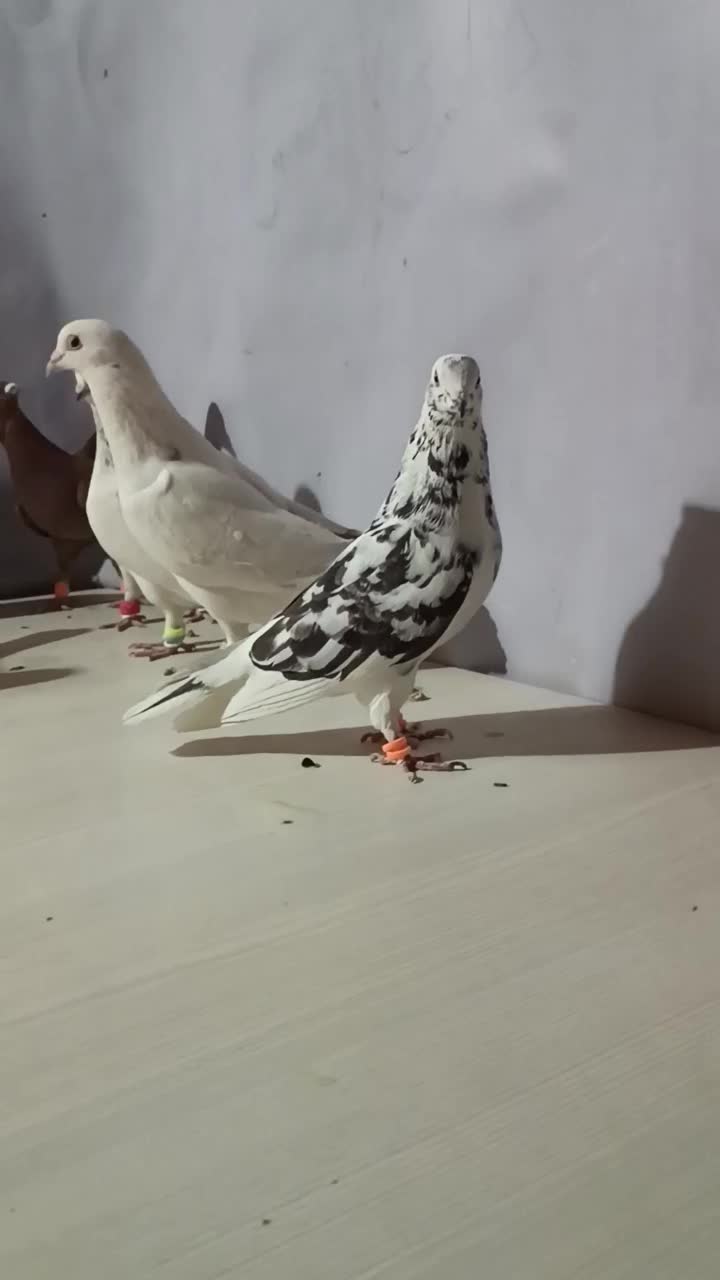 ده تا کبوتر برای نوبازی|پرنده|کاشمر, |دیوار