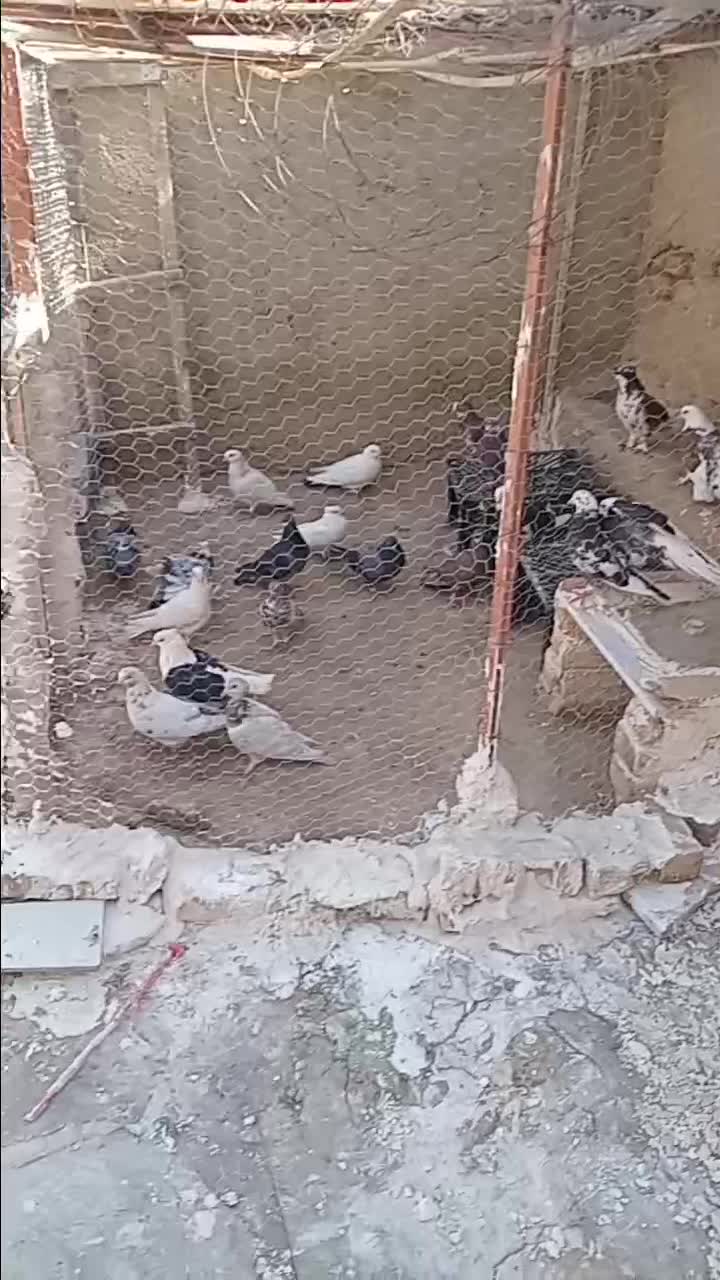 تهرانی|پرنده|بهار, |دیوار