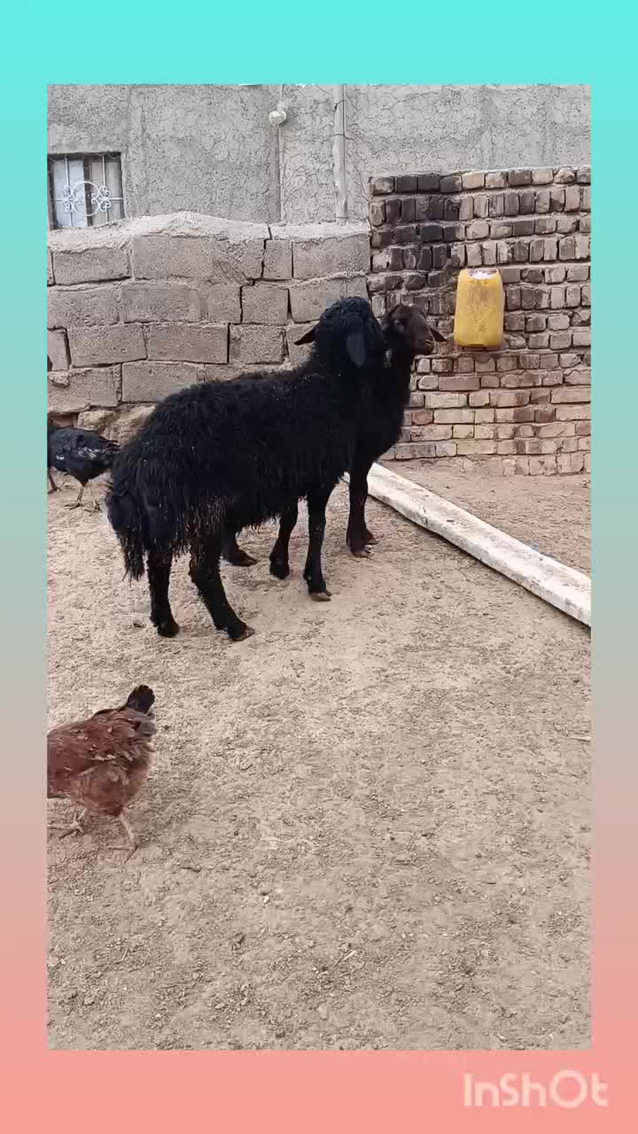 قره قزل|حیوانات مزرعه|قیدار, |دیوار