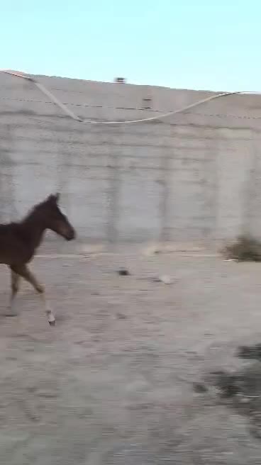 معاوضه اسب|حیوانات مزرعه|کوار, |دیوار