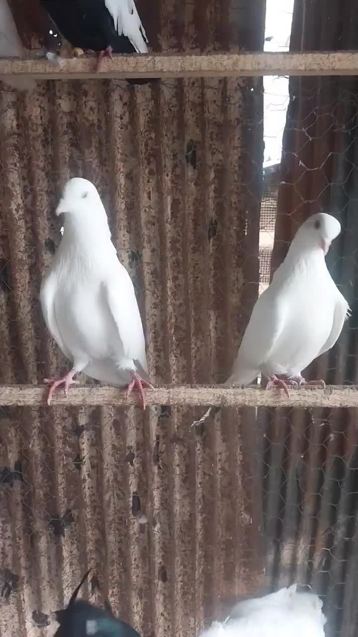 کبوتر سینه ای و پاک سفید|پرنده|رشت, فرزانه|دیوار
