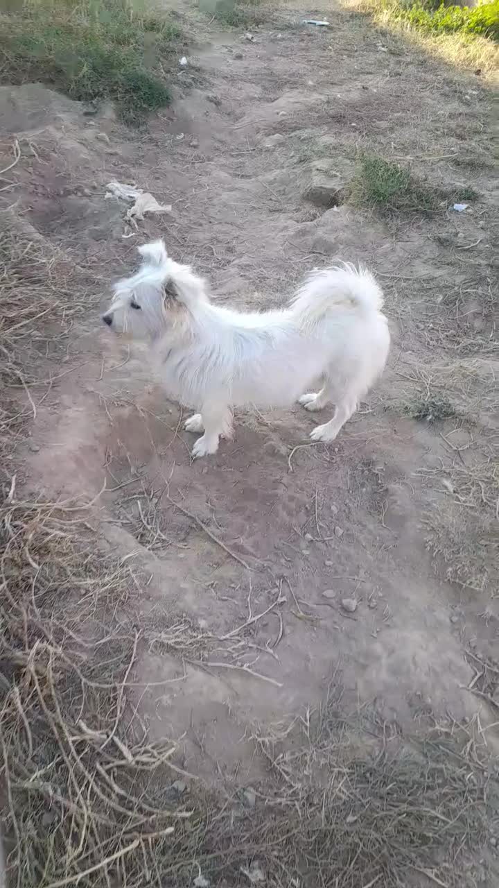 سگ پامرشیتزو نر|سگ|خوی, |دیوار