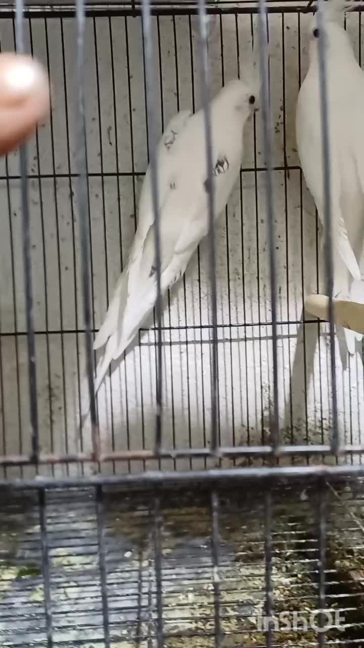 طوطی عروس آلببنو دوکت پروانی مولد|پرنده|بابل, |دیوار