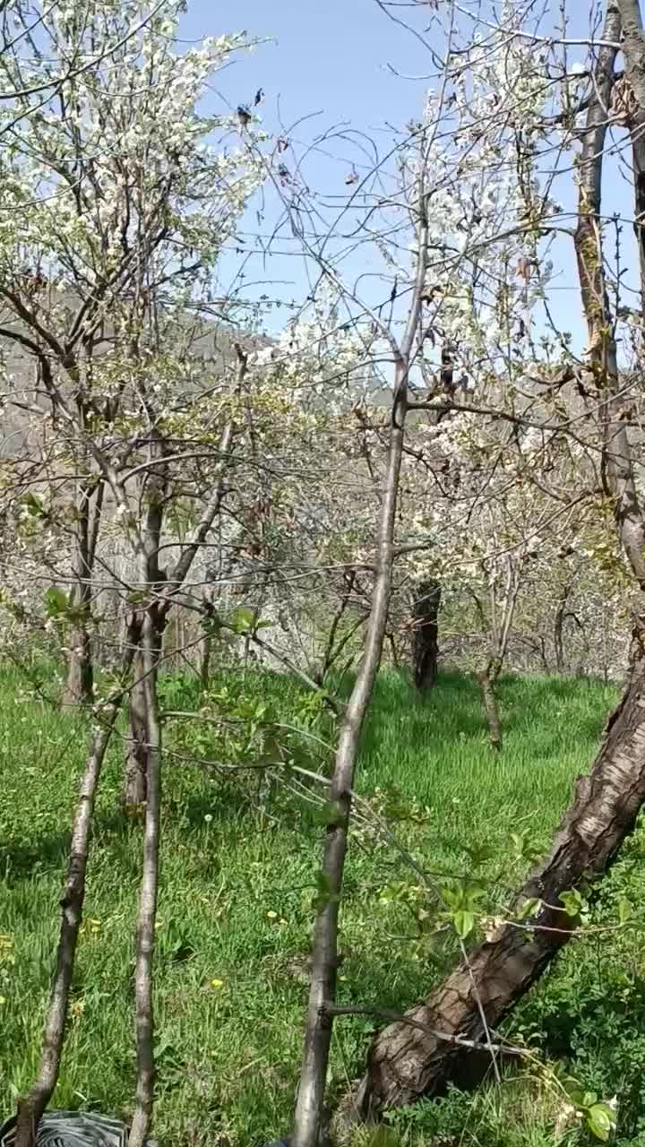 باغ ییلاقی در روستای اردمه|فروش زمین و ملک کلنگی|مشهد, کوی سیدی|دیوار