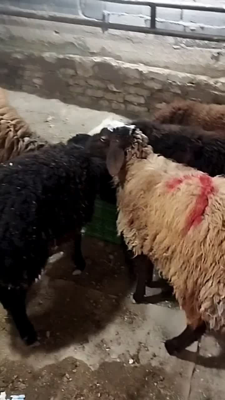 گوسفند|حیوانات مزرعه|محمدشهر, علی آباد گونه|دیوار