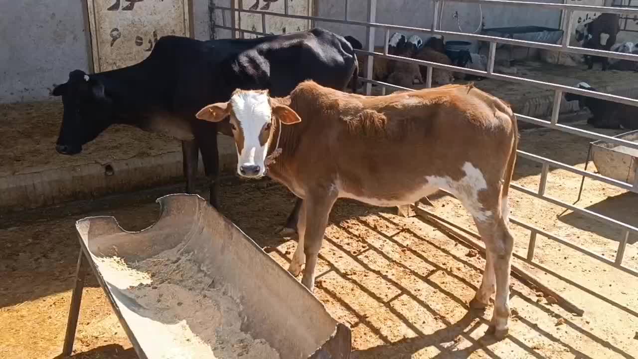 گاو و گوساله|حیوانات مزرعه|خرمآباد, |دیوار