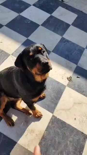 سگ روتوایلر آمریکایی ۲ ساله|سگ|شهریار, شهریار|دیوار