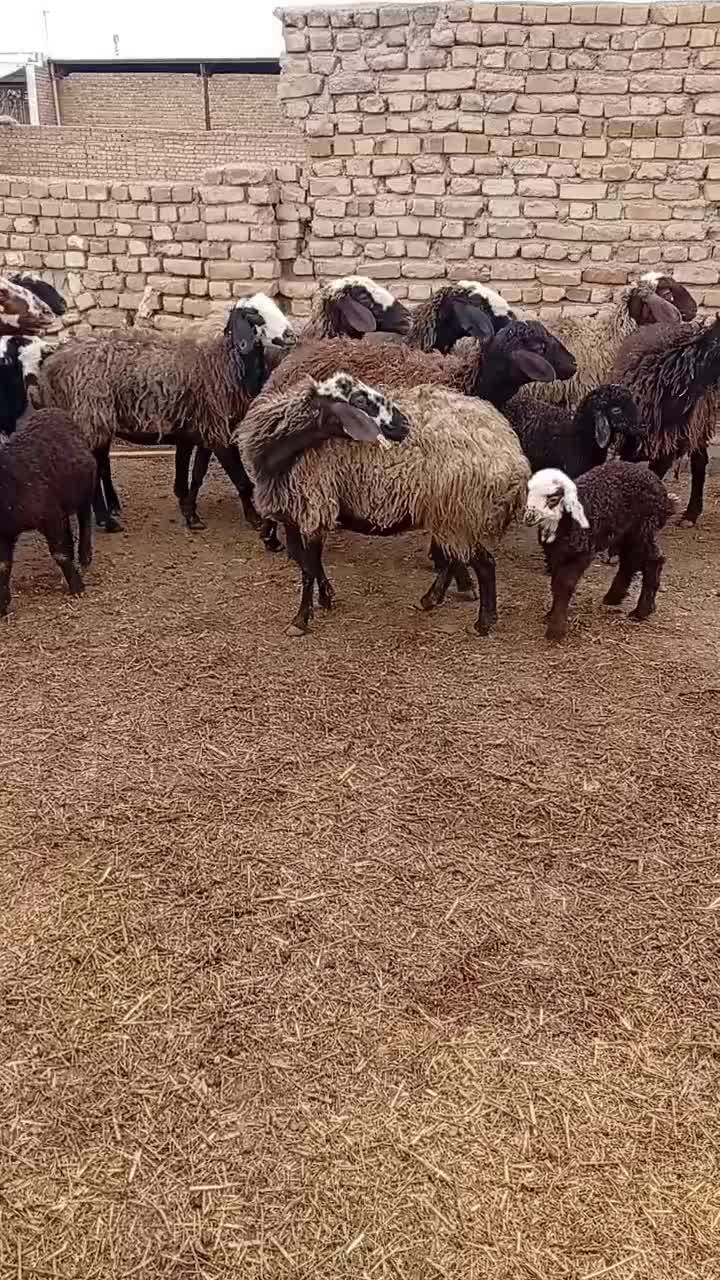 میش داشتی|حیوانات مزرعه|بوئین زهرا, |دیوار