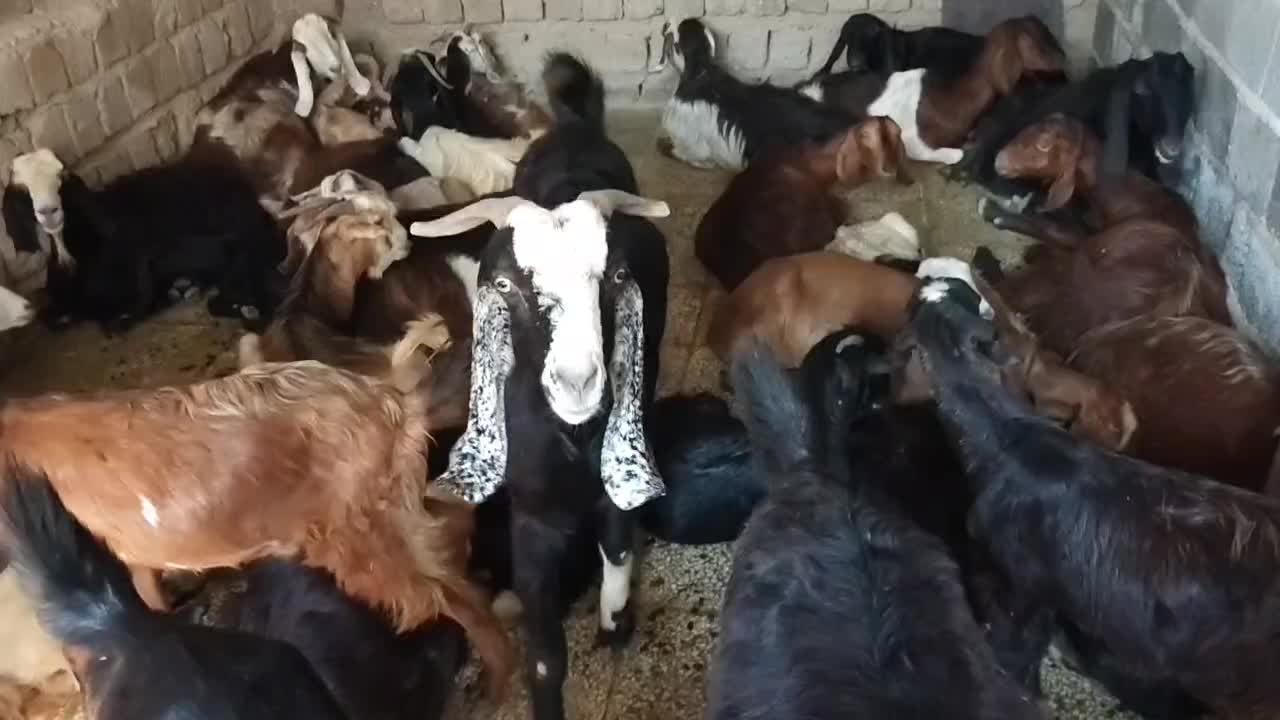 باسلام فروش چند بزو کهره داشتی|حیوانات مزرعه|بندر گناوه, |دیوار