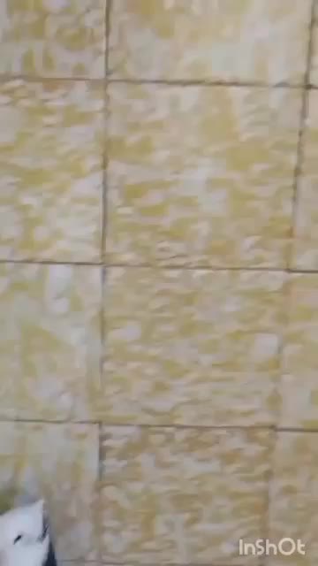 سه عددکبوتر|پرنده|نیریز, |دیوار