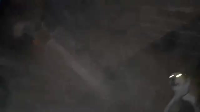 واگذاری سگ نگهبان خوب افغان|سگ|چهارباغ, |دیوار