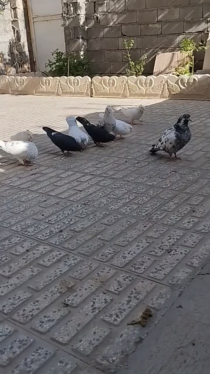 کبوتر|پرنده|معصومیه, |دیوار