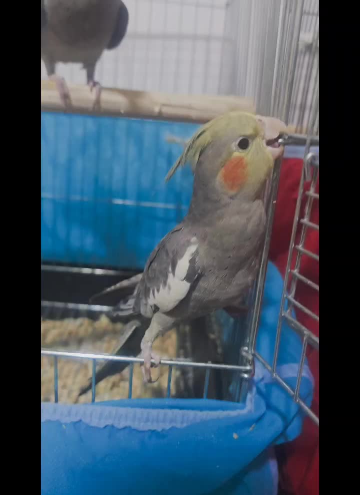 دو عدد عروس هلندی ۳ ماهه سرلاکی|پرنده|رشت, جانبازان|دیوار