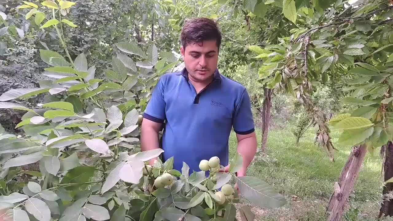 نهال گردو ژنوتیپ F1 آمریکایی / دیرگل، باردهی بالا|خدمات باغبانی و درختکاری|مشهد, شهرآرا|دیوار