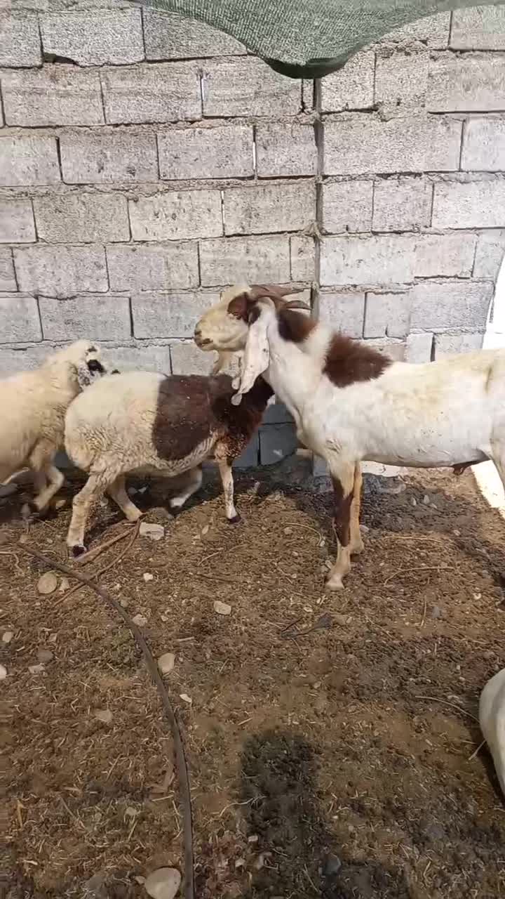 نری پاکستانی|حیوانات مزرعه|فاریاب, |دیوار