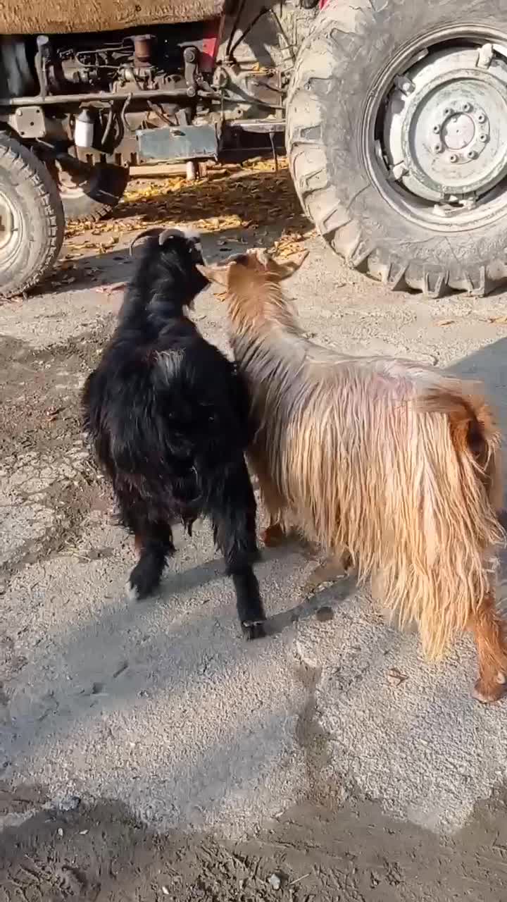 دو عدد بز ماده|حیوانات مزرعه|خوی, |دیوار