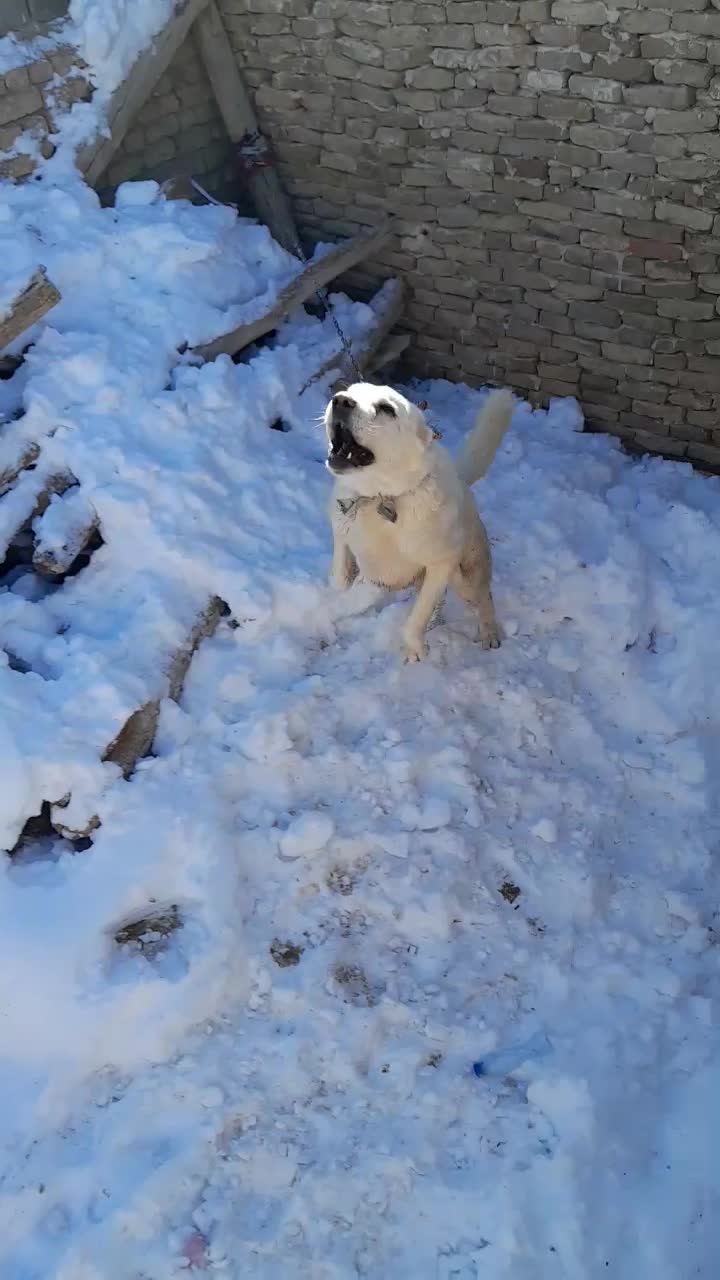 سگ گلیی|سگ|نصر آباد, |دیوار