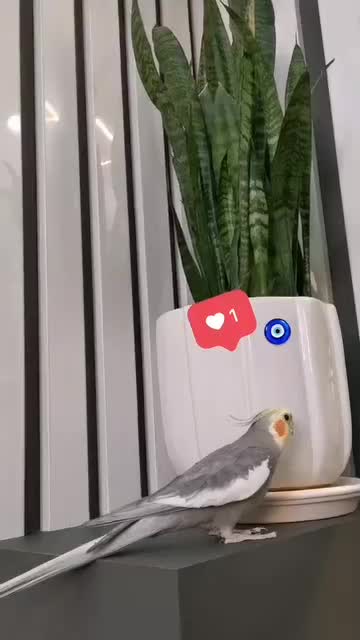 عروس هلندی کاملادستی|پرنده|اردکان, |دیوار